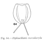 Dipleuchlanis propatula f. macrodactyla