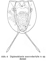 Dipleuchlanis propatula f. macrodactyla