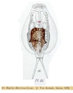 Diplois daviesiae