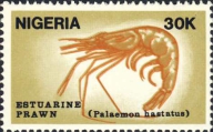 Palaemon hastatus, author: Collection Georges Declercq 