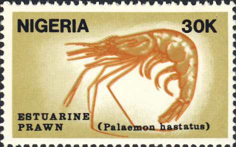 Palaemon hastatus Palaemon hastatus