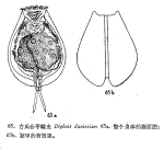Diplois daviesiae