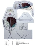 Diplois daviesiae