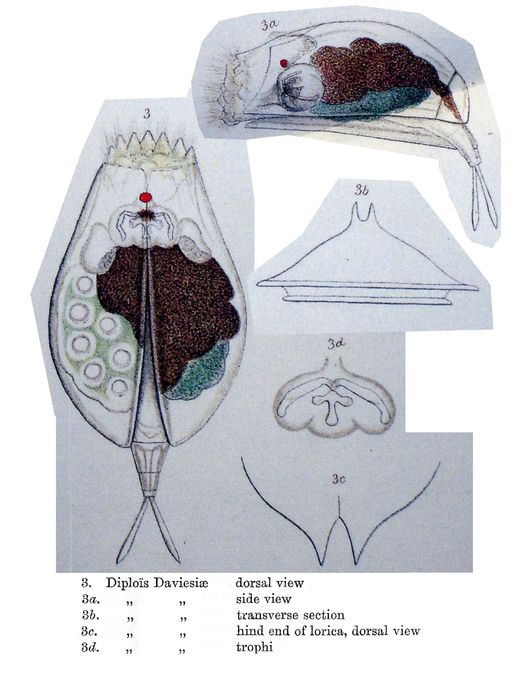 Diplois daviesiae