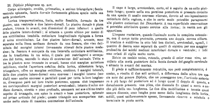 Diplois phlegraea - Original description image