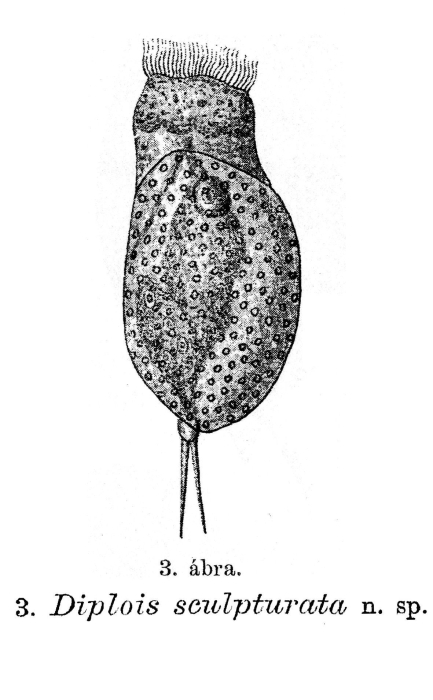 Diplois sculpturata - Original description image