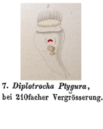Diplotrocha ptygura - Original description image