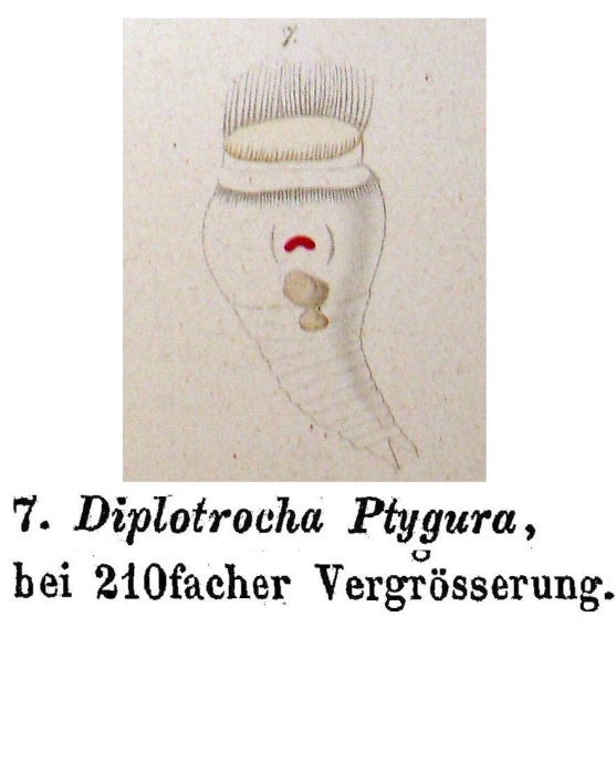 Diplotrocha ptygura - Original description image