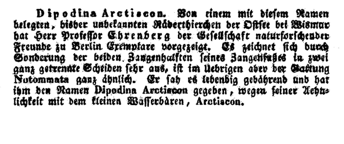 Dipodina arctiscon