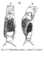 Dispinthera capsa - Original description image