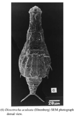 Dissotrocha aculeata