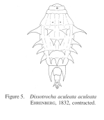 Dissotrocha aculeata