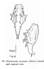 Dissotrocha aculeata