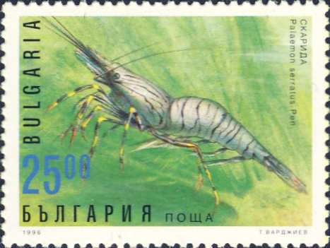 Palaemon serratus Palaemon serratus