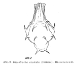 Dissotrocha aculeata