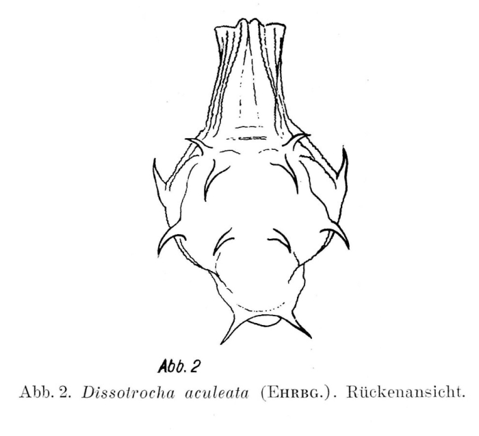 Dissotrocha aculeata