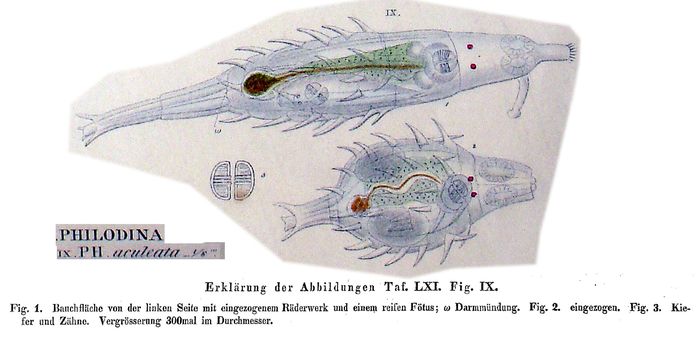 Dissotrocha aculeata