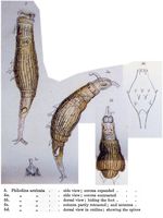 Dissotrocha aculeata
