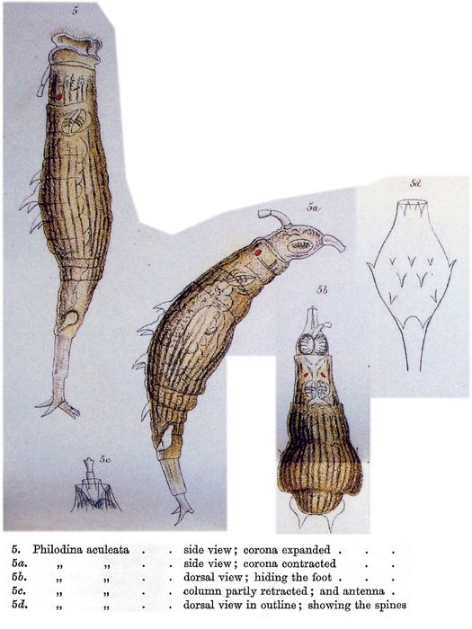 Dissotrocha aculeata