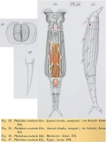 Dissotrocha aculeata