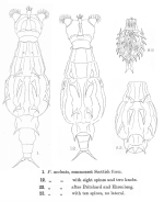 Dissotrocha aculeata