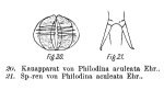 Dissotrocha aculeata