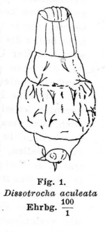 Dissotrocha aculeata