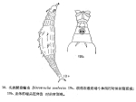 Dissotrocha aculeata