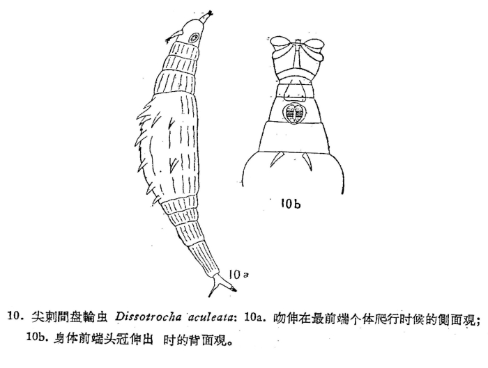 Dissotrocha aculeata