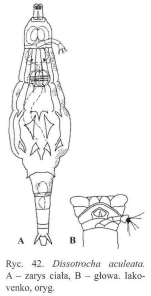 Dissotrocha aculeata
