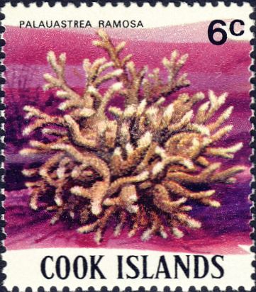 Palauastrea ramosa Palauastrea ramosa