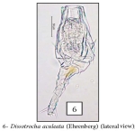 Dissotrocha aculeata