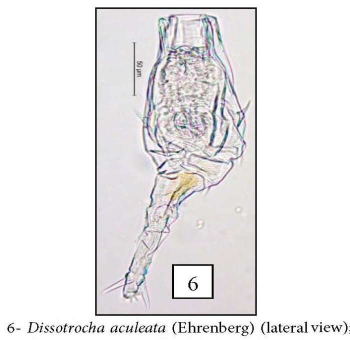 Dissotrocha aculeata