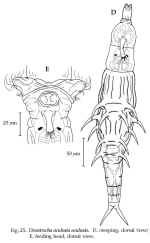 Dissotrocha aculeata