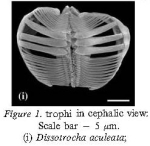 Dissotrocha aculeata