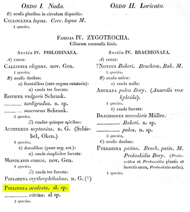 Dissotrocha aculeata - Original description image