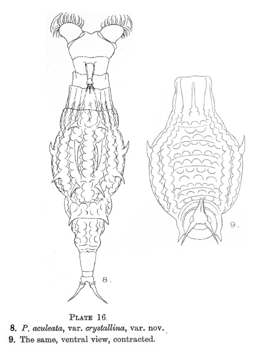 Dissotrocha aculeata crystallina