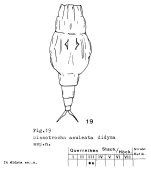 Dissotrocha aculeata didyma - Original description image
