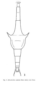 Dissotrocha aculeata dukesi - Original description image