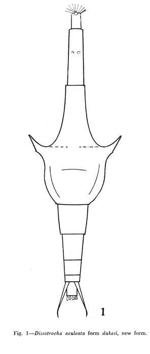 Dissotrocha aculeata dukesi - Original description image