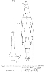 Dissotrocha aculeata ecksteini - Original description image