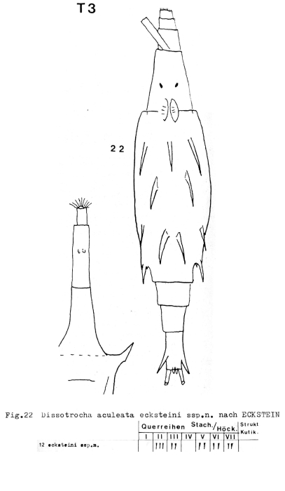 Dissotrocha aculeata ecksteini - Original description image