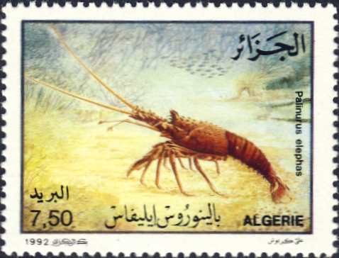 Palinurus elephas Palinurus elephas