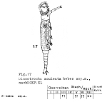 Dissotrocha aculeata hebes - Original description image