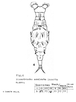 Dissotrocha aculeata inserta - Original description image