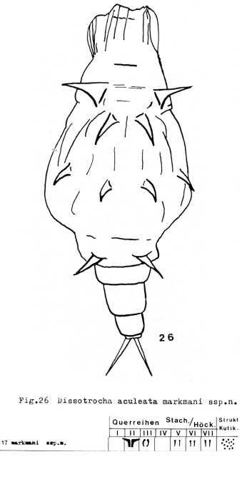 Dissotrocha aculeata markmani - Original description image