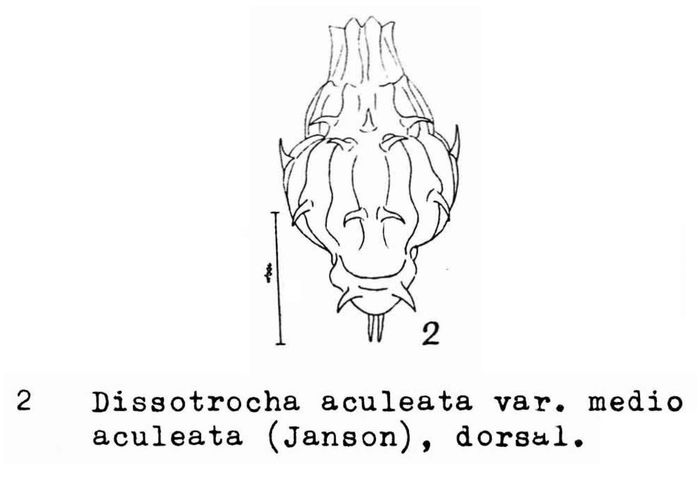 Dissotrocha aculeata medioaculeata