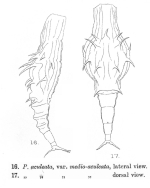 Dissotrocha aculeata medioaculeata