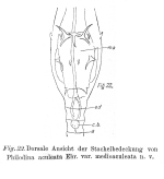 Dissotrocha aculeata medioaculeata