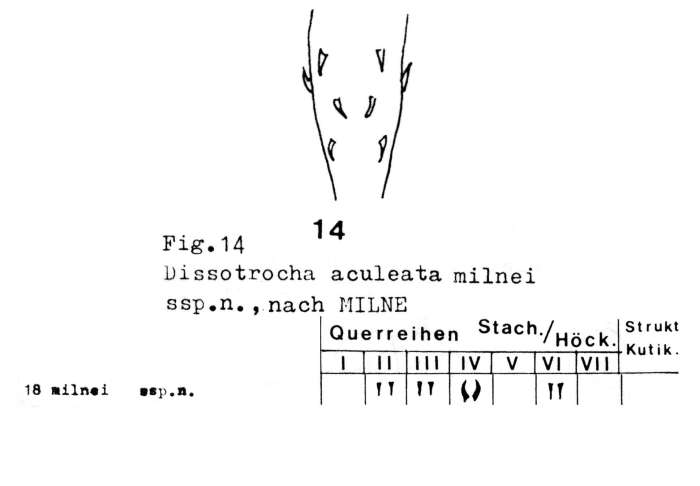 Dissotrocha aculeata milnei